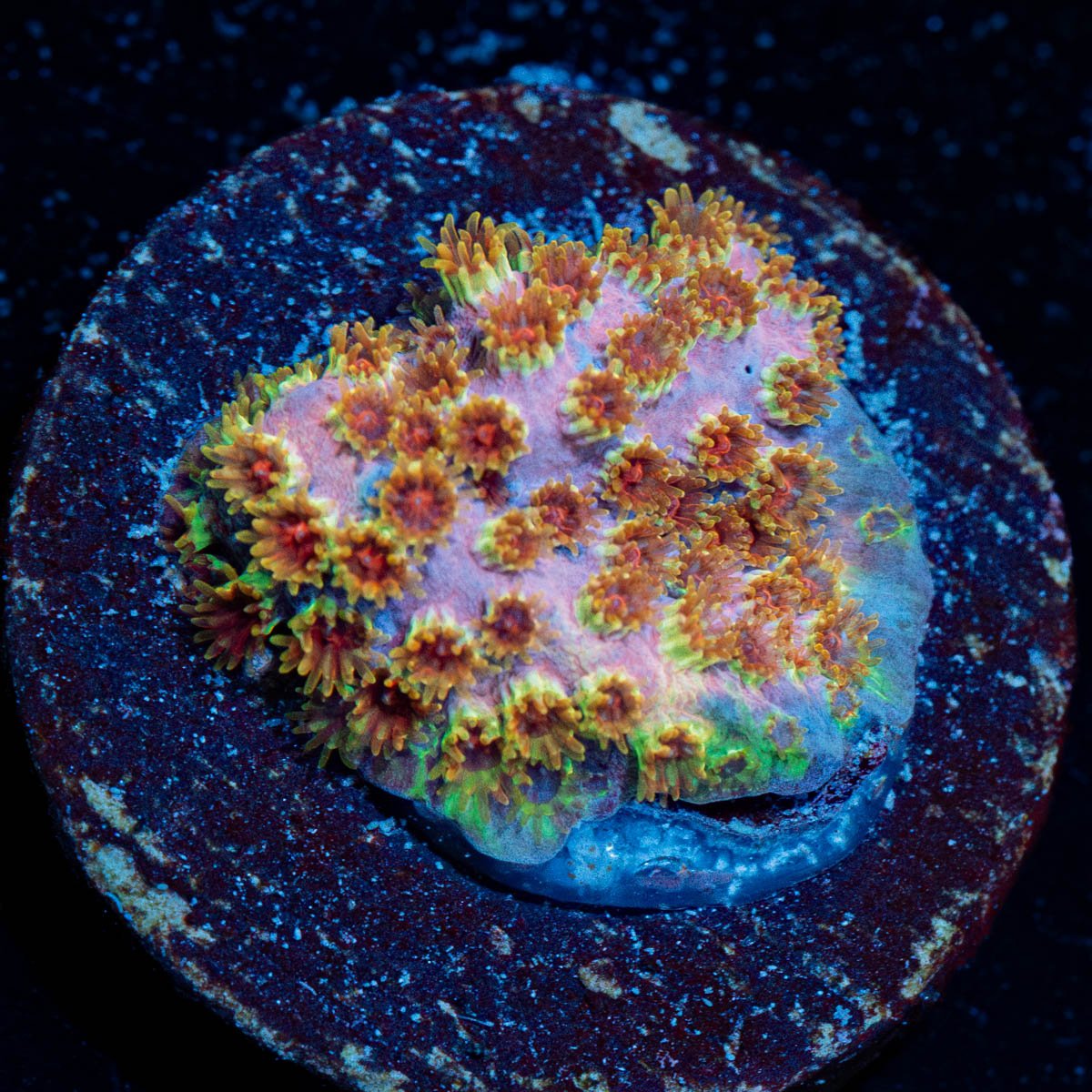 Skittles Bomb Cypreastrea - riptide aquaculture llc