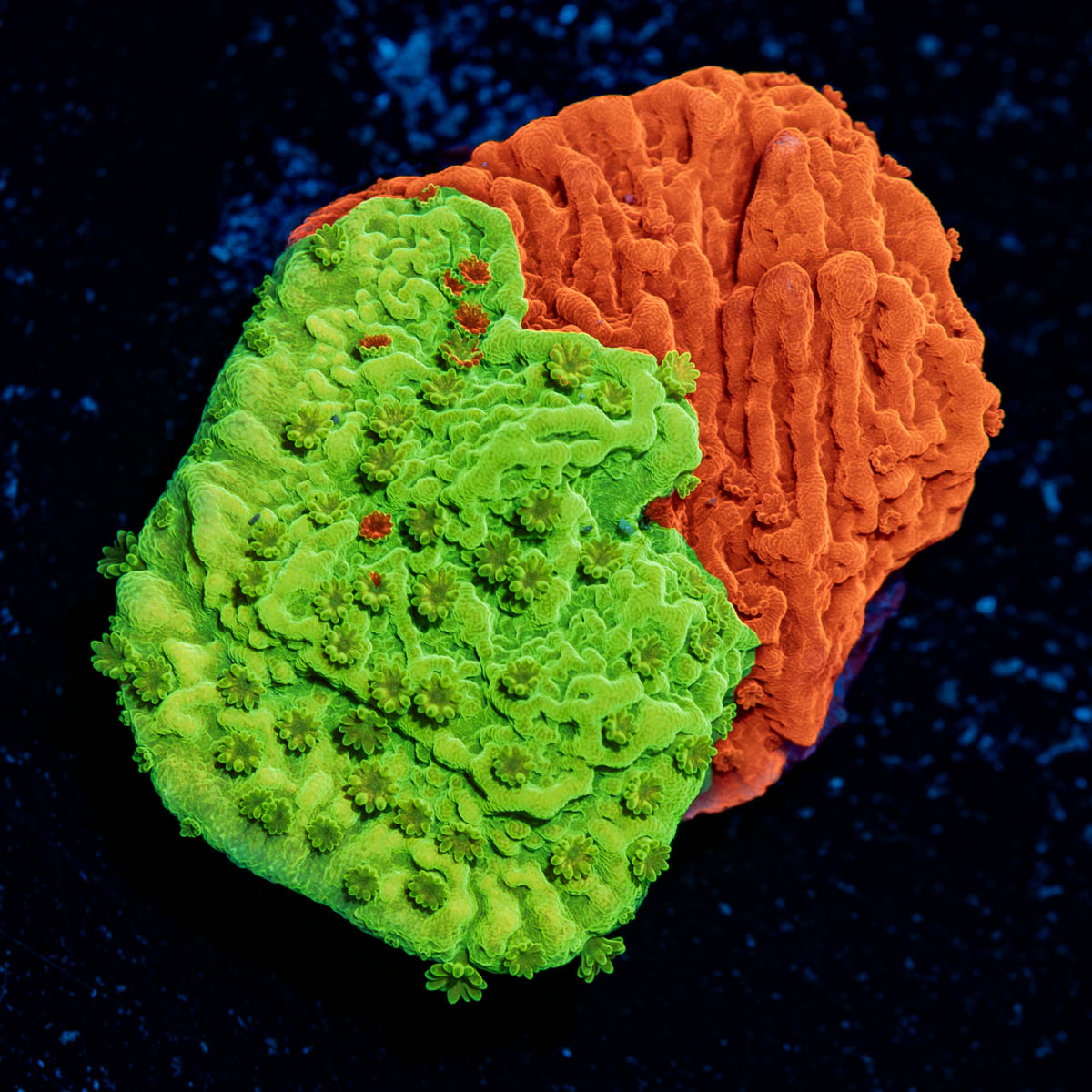 WWC Jawbreaker Grafted Montiopora 