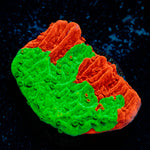 WWC Jawbreaker Grafted Montiopora 