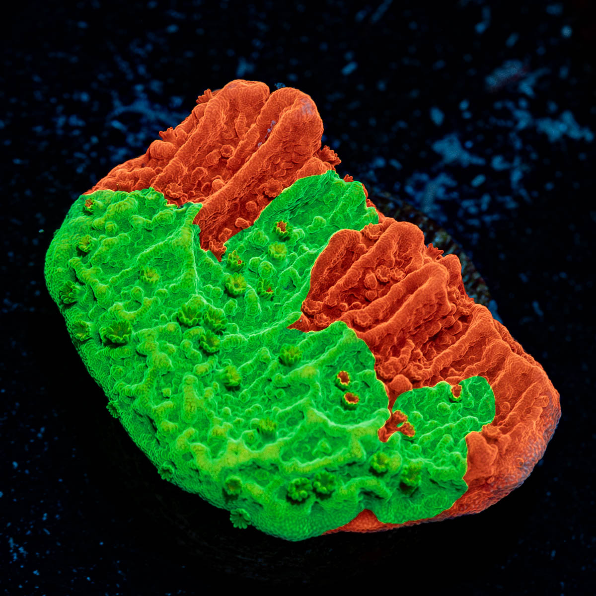 WWC Jawbreaker Grafted Montiopora 