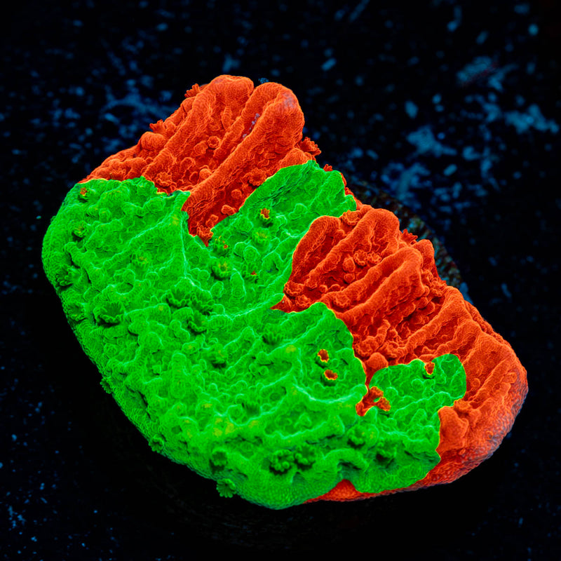 WWC Jawbreaker Grafted Montiopora