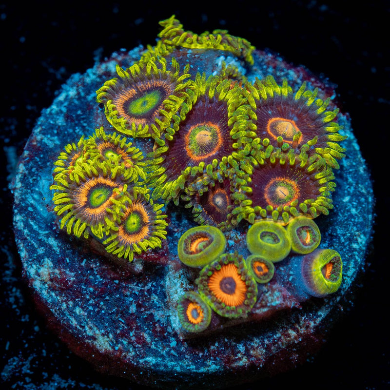 Zoanthid Combo Plug
