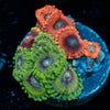 Zoanthid Combo Plug - riptide aquaculture llc
