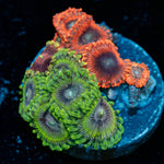 Zoanthid Combo Plug - riptide aquaculture llc