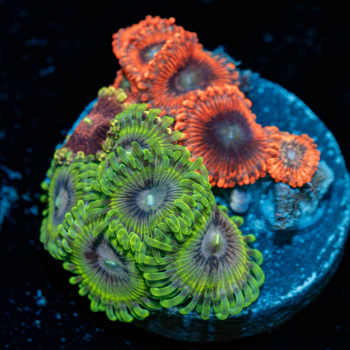 Zoanthid Combo Plug - riptide aquaculture llc