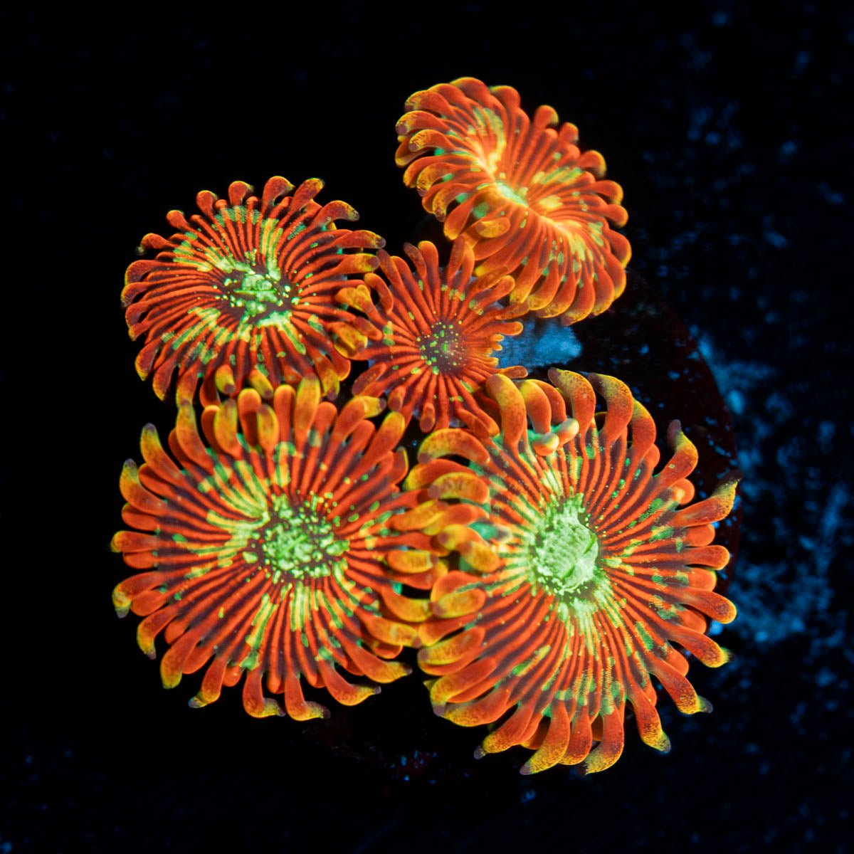 Magicians Zoanthid - riptide aquaculture llc