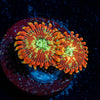 Magicians Zoanthid - riptide aquaculture llc