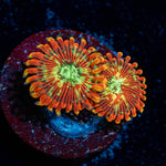 Magicians Zoanthid - riptide aquaculture llc