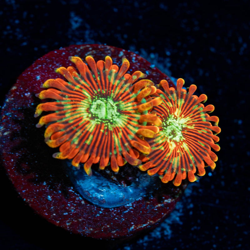 Magicians Zoanthid