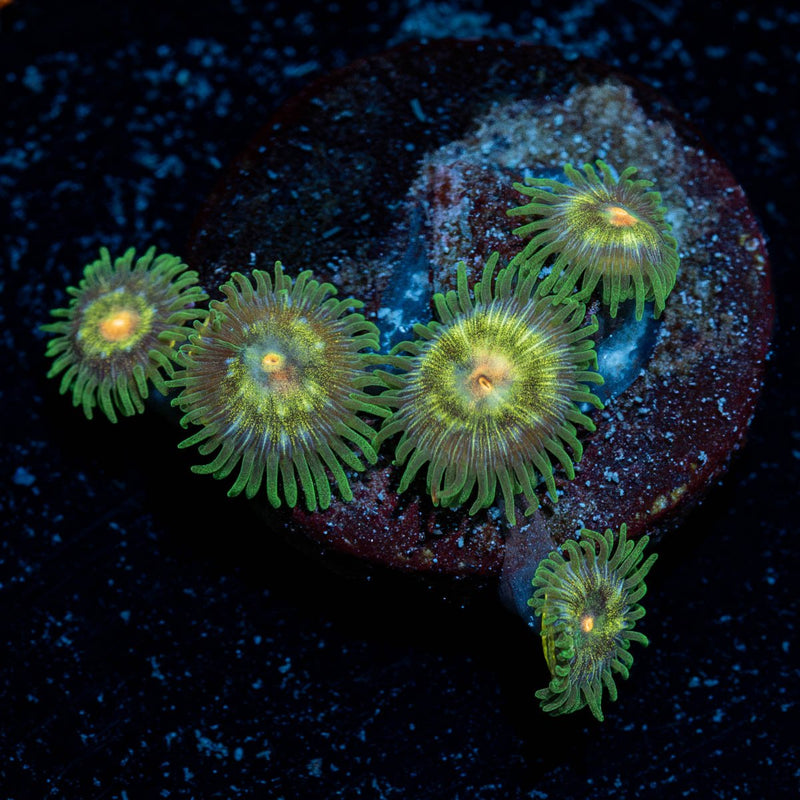 Daisy Cutters Zoanthid