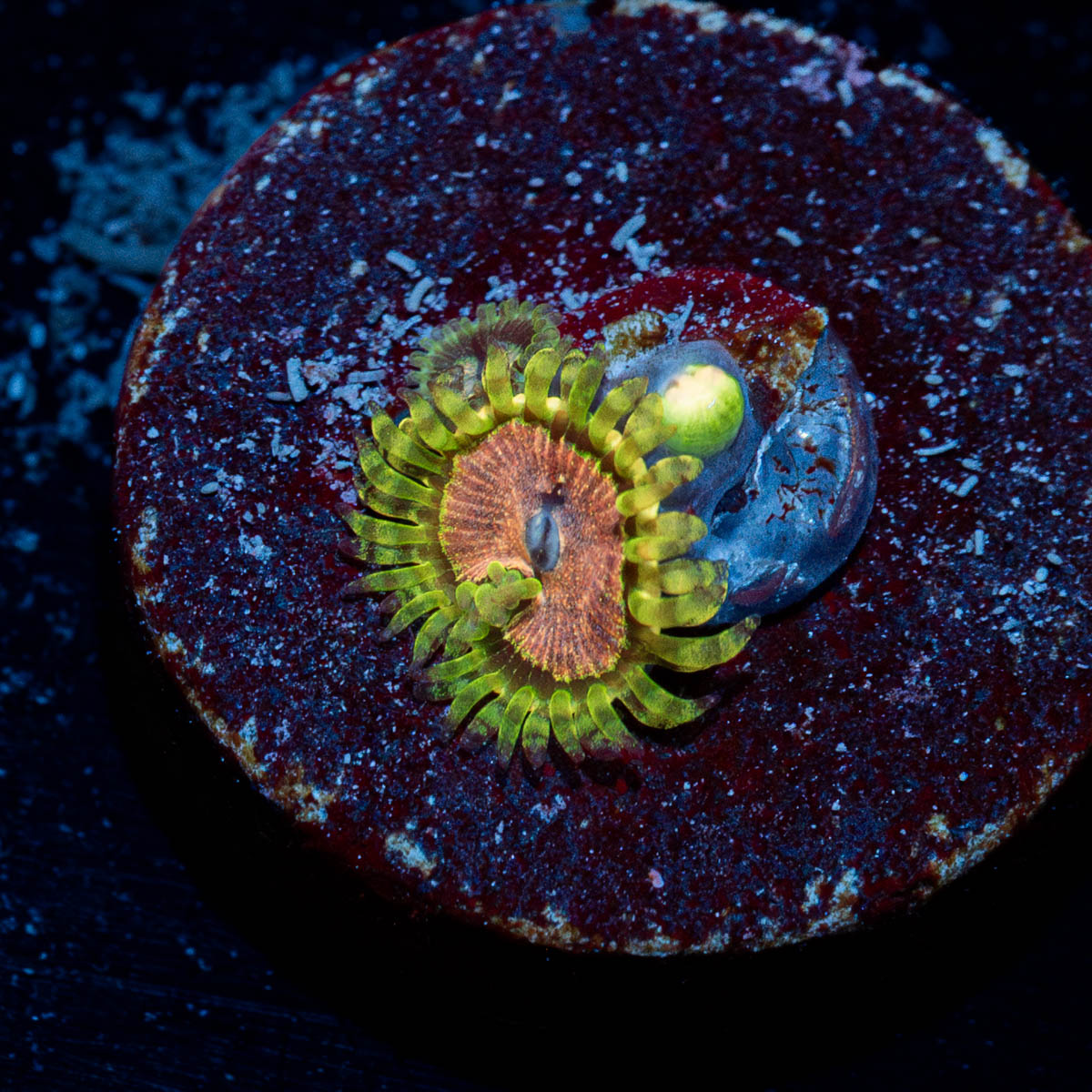 Purple Monsters Zoanthid 