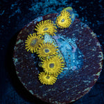 Pikachu Zoanthid - riptide aquaculture llc