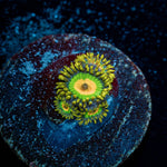 Rasta Zoanthid - riptide aquaculture llc