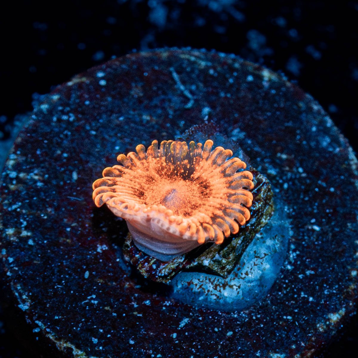 Red Murals Zoanthid - riptide aquaculture llc