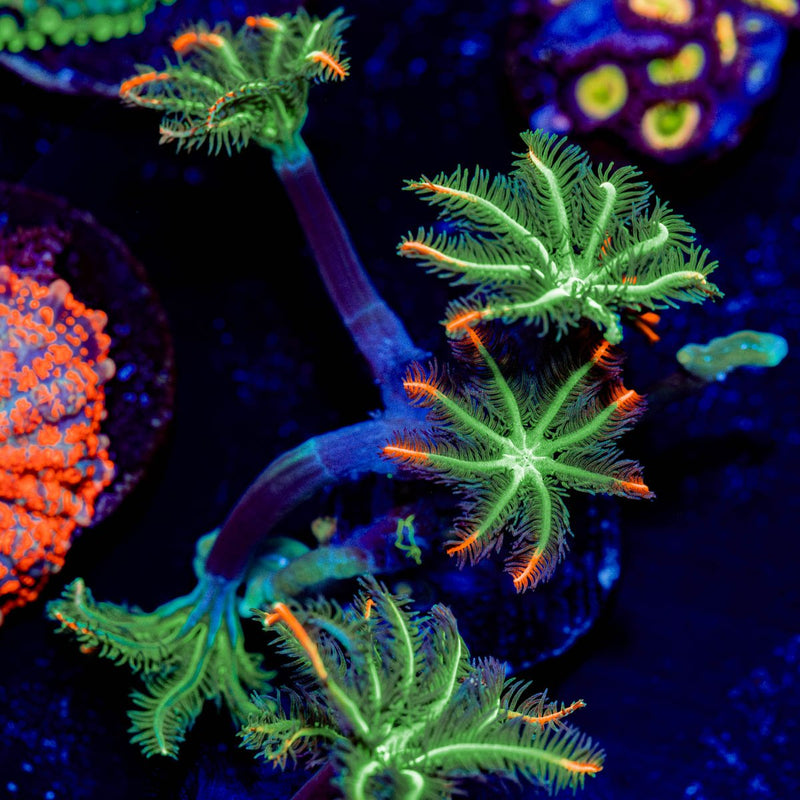 ARC Firework Clove Polyps