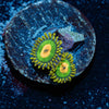 Rasta Zoanthid - riptide aquaculture llc