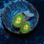 Rasta Zoanthid - riptide aquaculture llc