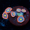 Stitches Zoanthid - riptide aquaculture llc