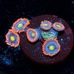Stitches Zoanthid - riptide aquaculture llc