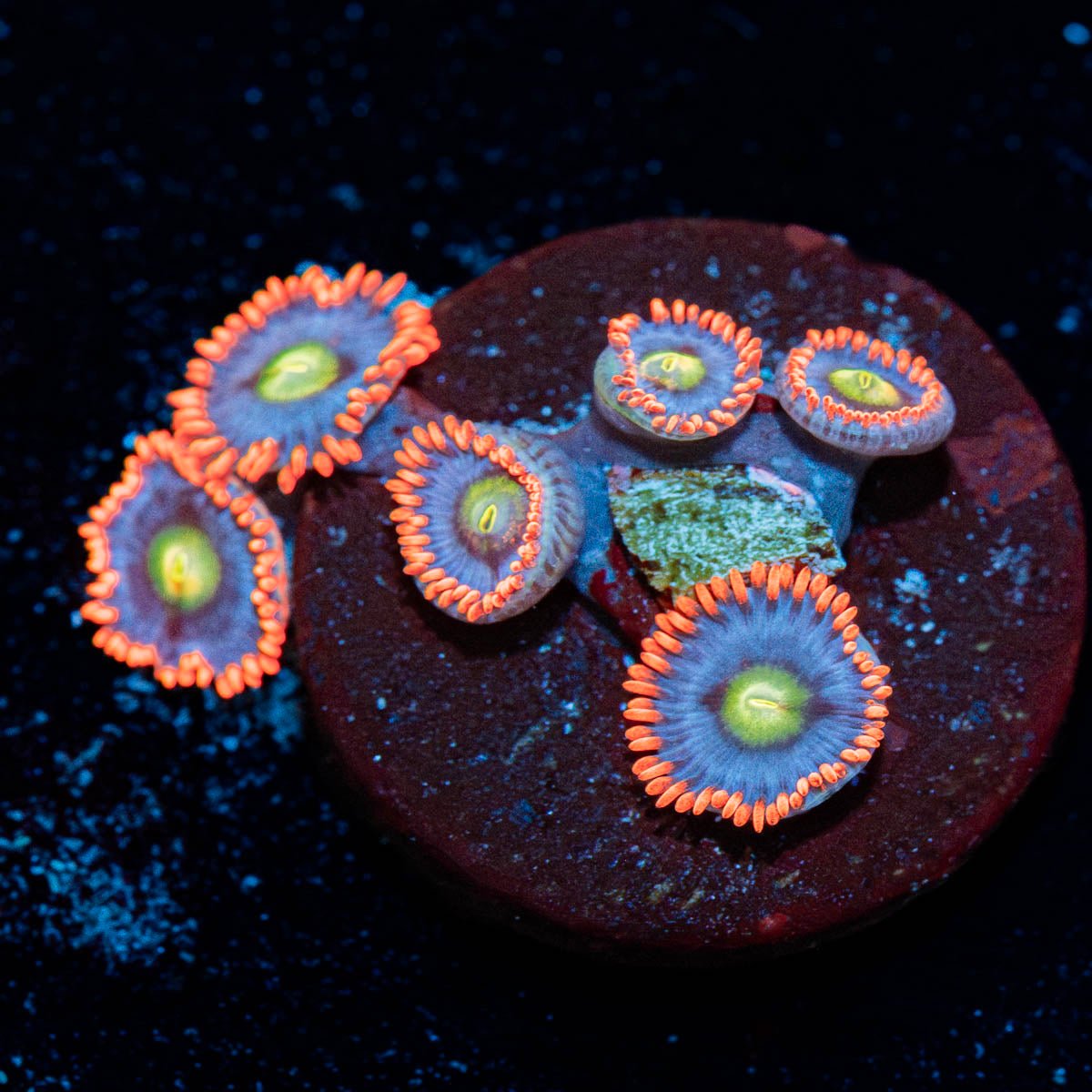 Stitches Zoanthid - riptide aquaculture llc