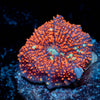 Cheesecake Mushrooms Zoanthid - riptide aquaculture llc