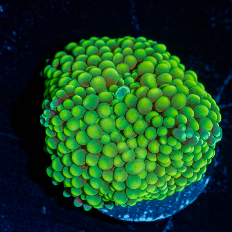 Green FL Ricordea Mushroom