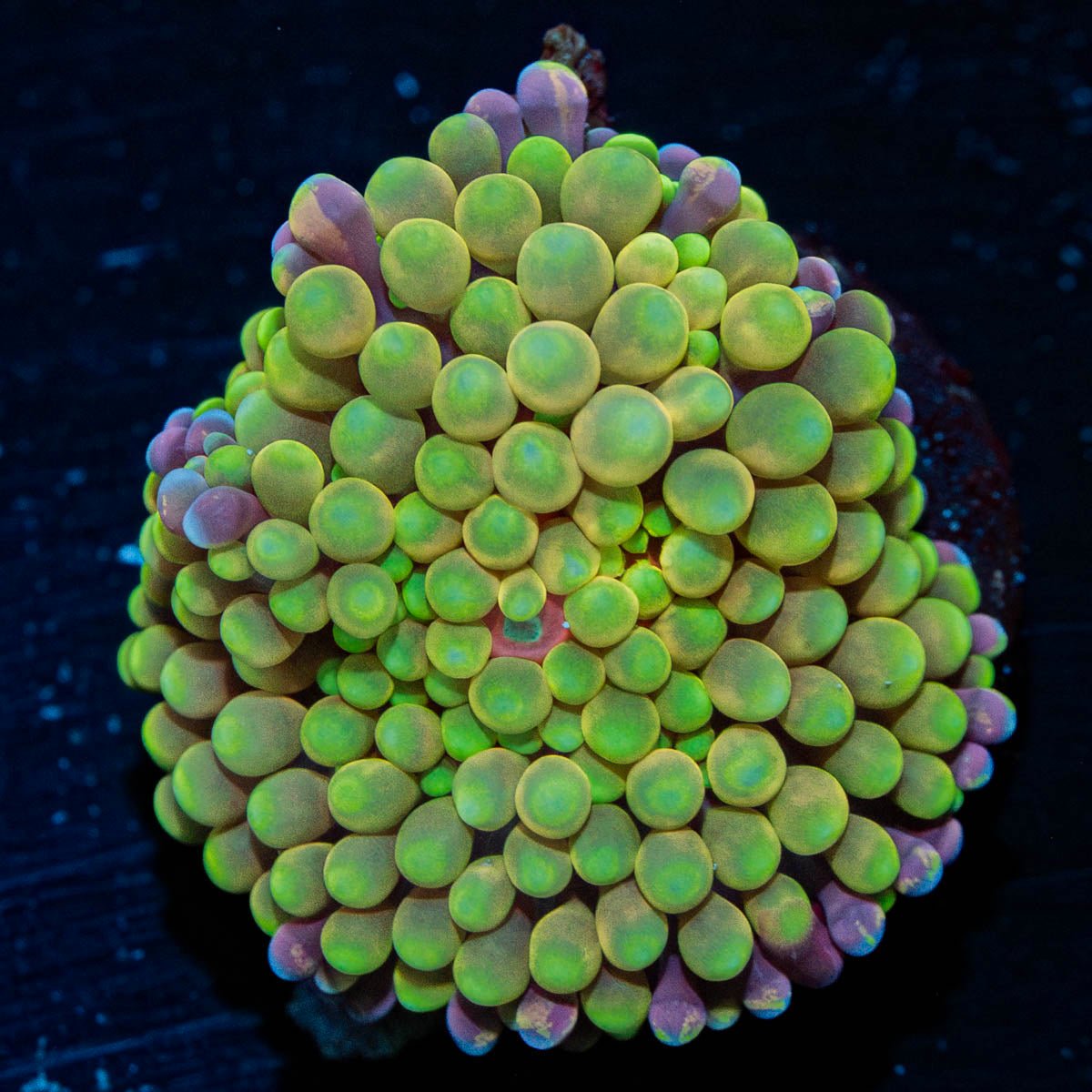 Green FL Ricordea Mushroom - riptide aquaculture llc