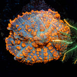 Rhodactis Mushroom - riptide aquaculture llc