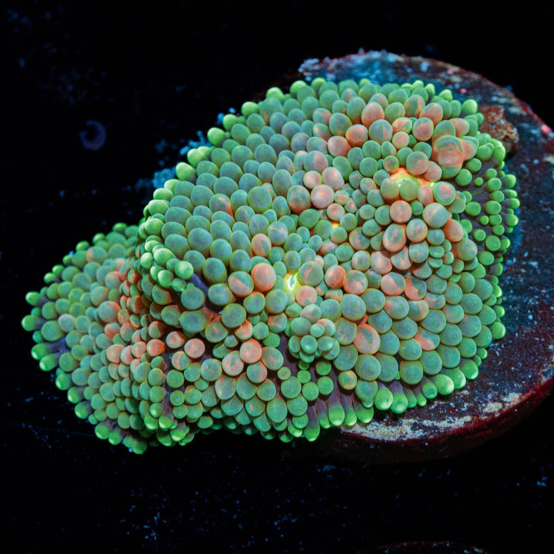 Ultra FL Ricordea Mushroom