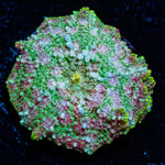 Pink Confetti Mushroom