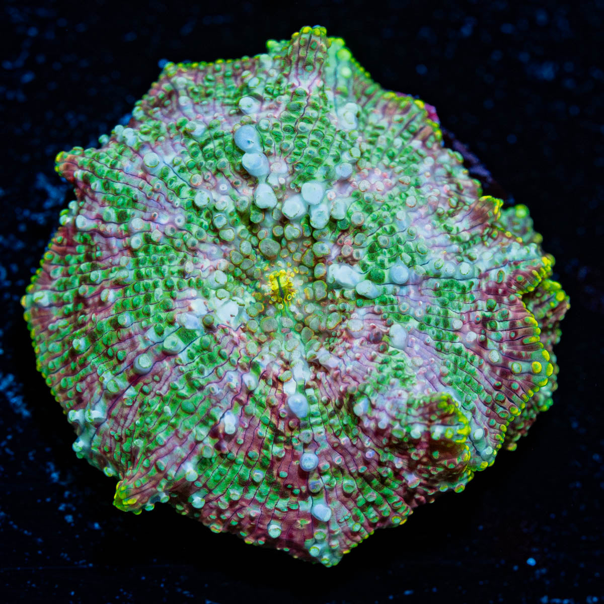 Pink Confetti Mushroom