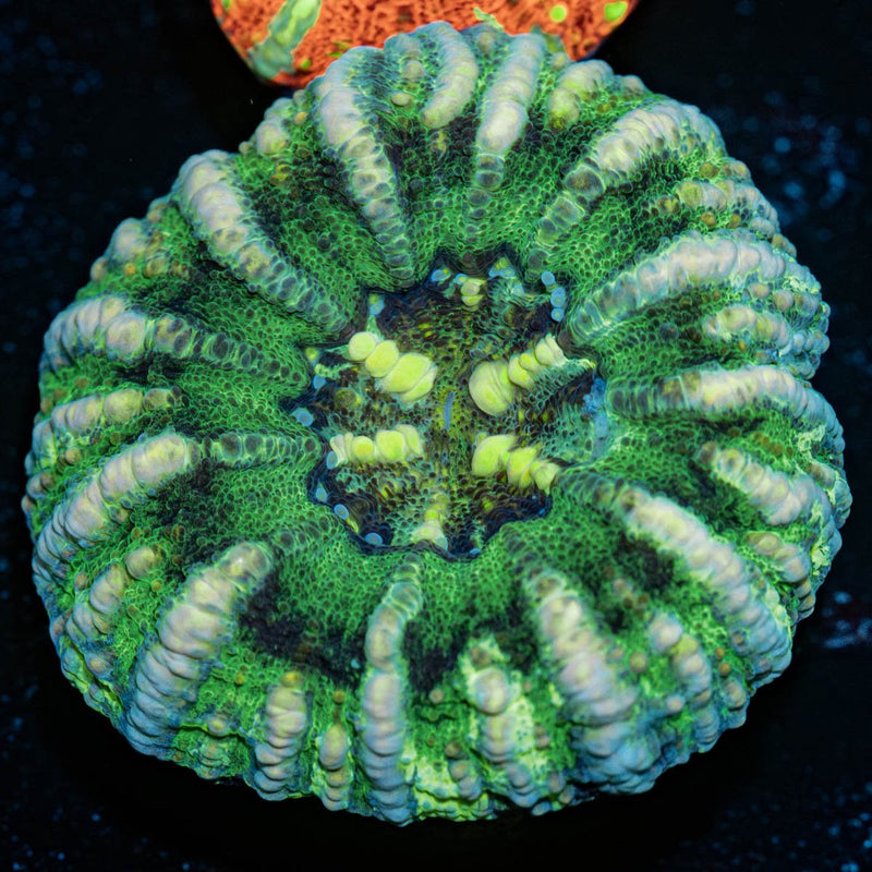 Ultra Green Button Scoly