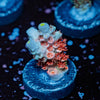 Cherry Bomb Tenuis Acropora - riptide aquaculture llc