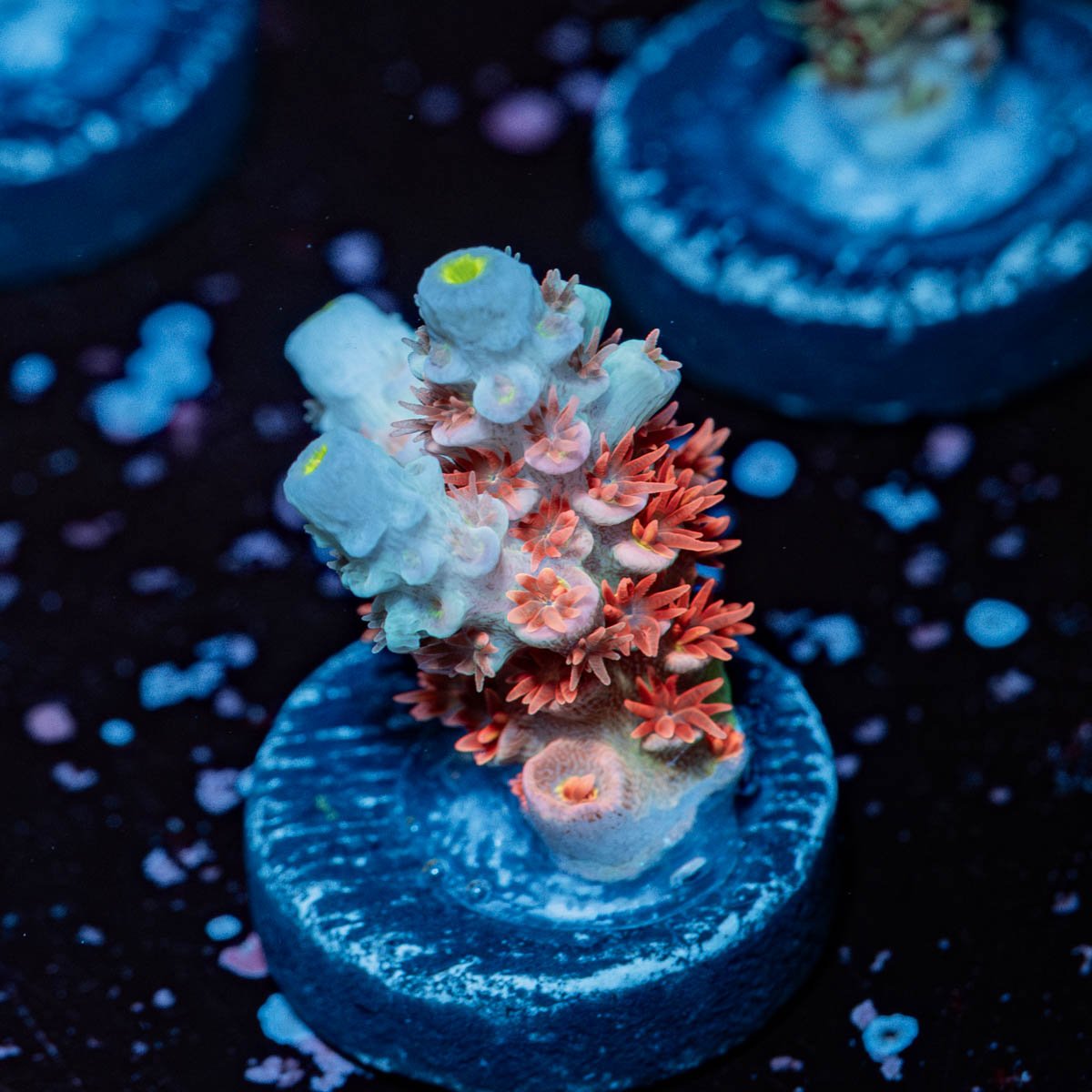 Cherry Bomb Tenuis Acropora - riptide aquaculture llc