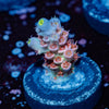 Cherry Bomb Tenuis Acropora - riptide aquaculture llc