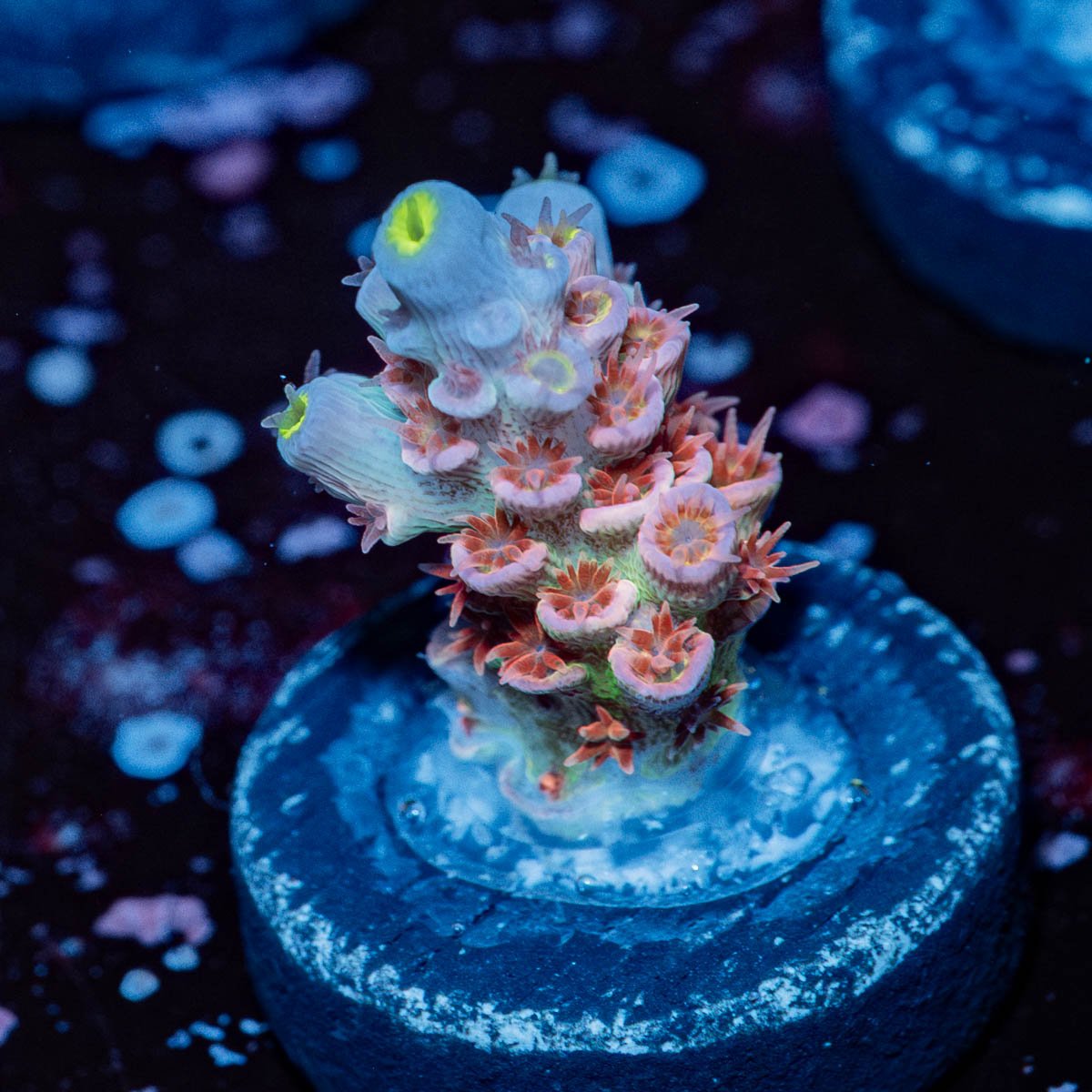 Cherry Bomb Tenuis Acropora - riptide aquaculture llc