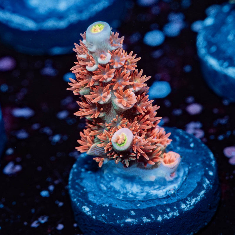 Cherry Bomb Tenuis Acropora