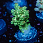 Grape Vine Acropora - riptide aquaculture llc
