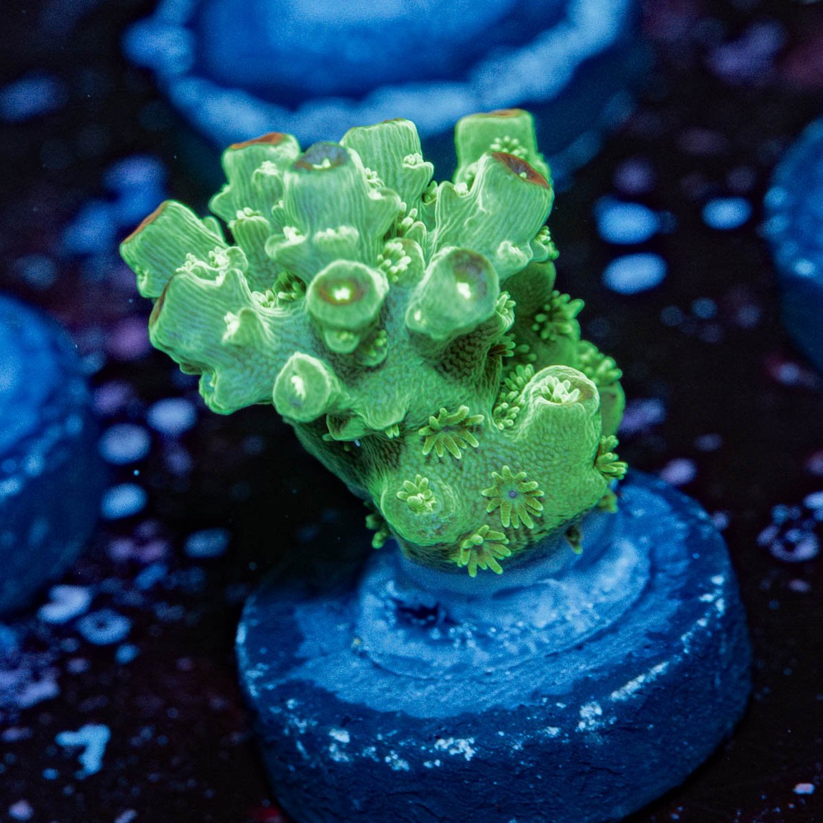 Grape Vine Acropora - riptide aquaculture llc