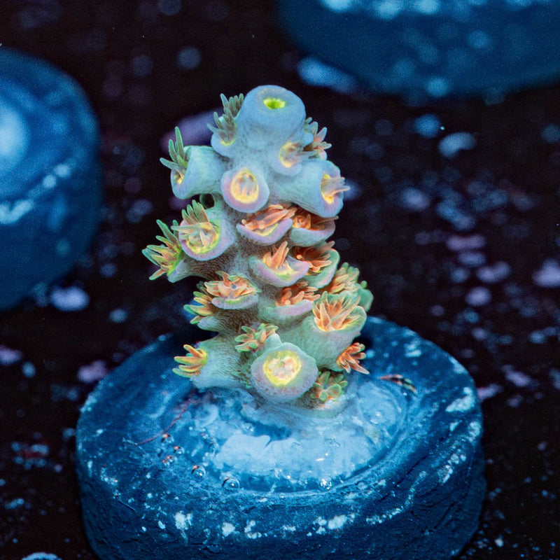 Cotton Candy Tenuis Acropora