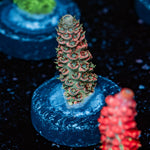 Robot Santa Claus Acropora - riptide aquaculture llc