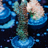 Robot Santa Claus Acropora - riptide aquaculture llc