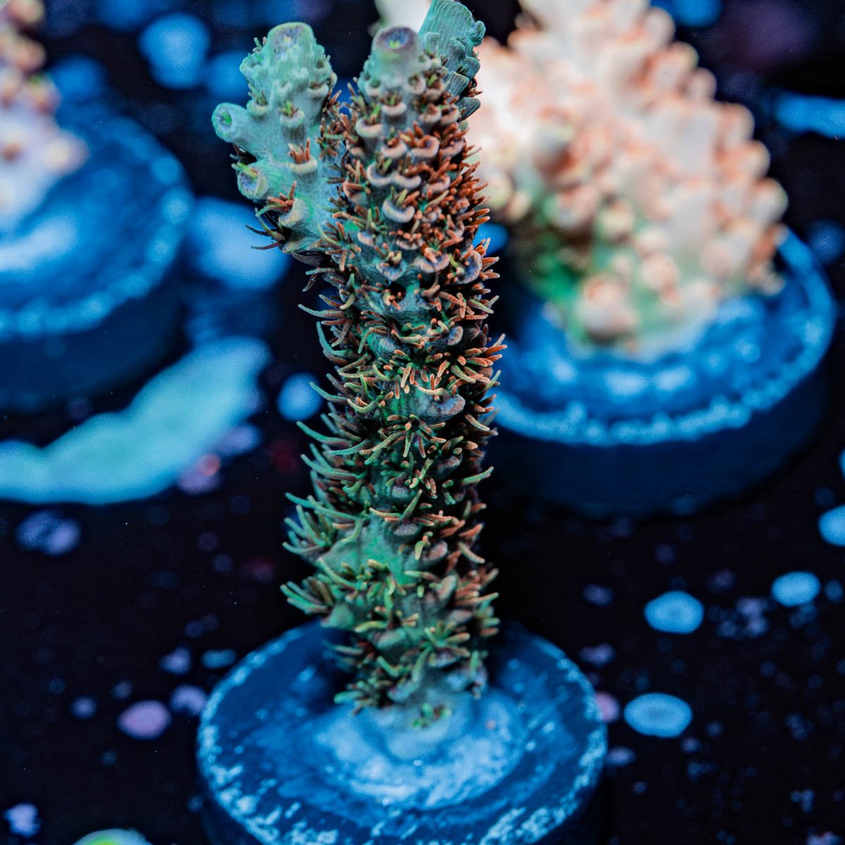 Robot Santa Claus Acropora - riptide aquaculture llc