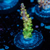 Paletta Pink Tip Acropora - riptide aquaculture llc