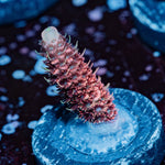 Judge Judy Milliopora - riptide aquaculture llc