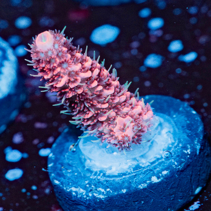 Judge Judy Milliopora