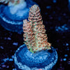 Robot Santa Claus Acropora - riptide aquaculture llc