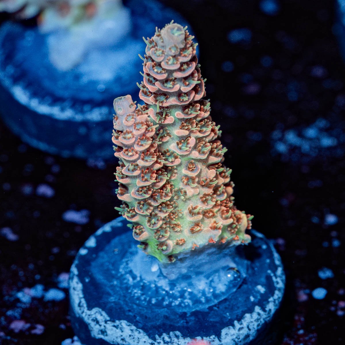 Robot Santa Claus Acropora - riptide aquaculture llc