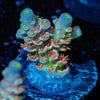 Tear Jerker Tenuis Acropora - riptide aquaculture llc