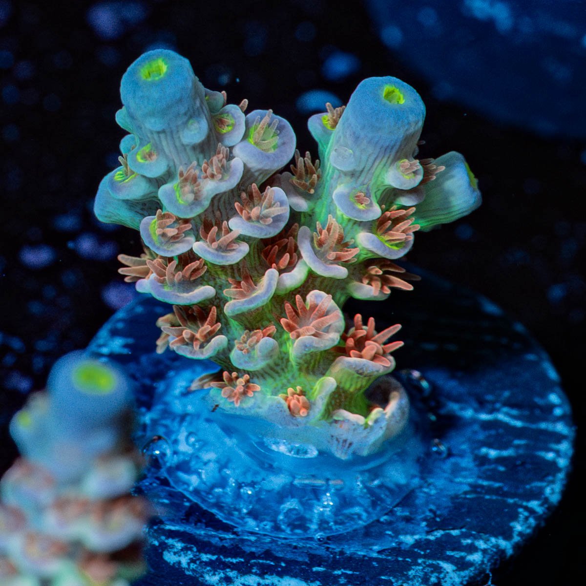 Tear Jerker Tenuis Acropora - riptide aquaculture llc